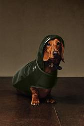 WATER-REPELLENT PET RAINCOAT